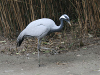 Demoiselle de Numidie