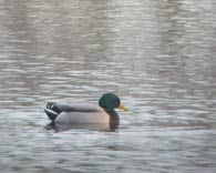 Canard colvert