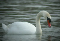 Cygne commun