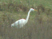 Grande Aigrette