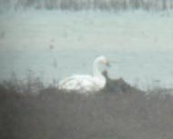 Cygne de Bewick