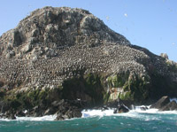 Colonie de l'ile Rouzic