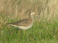 Bartramie des champs (oiseau amricain)