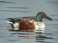 Canard souchet