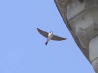 Hirondelle de fenĂŞtre