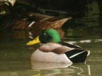 Colvert