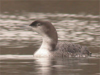 Plongeon imbrin