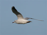 Mouette rieuse