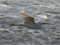 Aigrette garzette