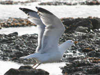 Goéland argenté