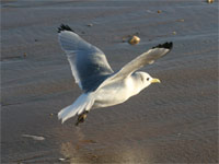 Mouette tridactyle