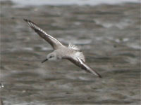 Bécasseau sanderling