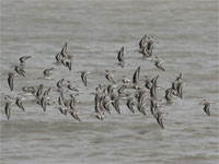 Bécasseau sanderling