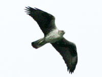 Aigle de Bonelli