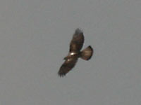 Aigle de Bonelli