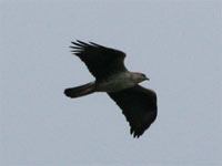 Aigle de Bonelli