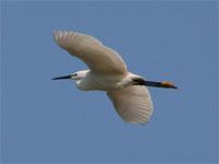 Aigrette garzette