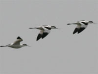 Avocette élégante