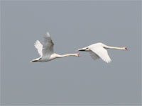 Cygne tuberculé