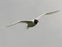 Mouette mélanocéphale