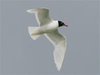 Mouette mélanocéphale