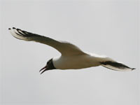 Mouette rieuse