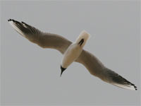 Mouette rieuse