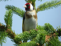 Chardonneret élégant