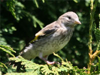 Chardonneret élégant