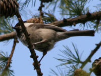 Mésange boréale