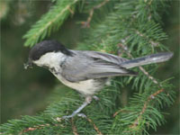 Mésange boréale