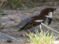 Moineau cisalpin