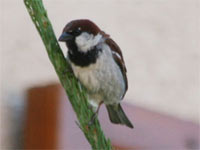 Moineau cisalpin