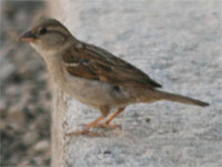 Moineau cisalpin