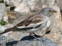 Niverolle alpine