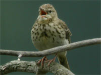 Pipit des arbres