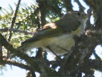 Pouillot de Bonelli