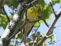 Serin cini