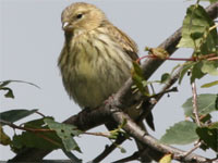 Serin cini