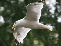 Goéland argenté