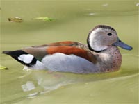 Canard à collier noir