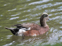 Canard à front blanc
