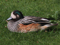 Canard de Chiloé