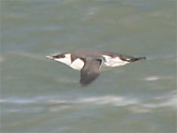 Guillemot de Troïl