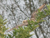 Hibou des marais