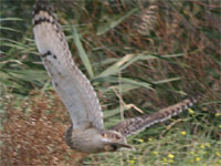 Hibou des marais