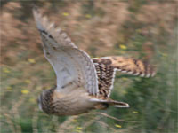 Hibou des marais