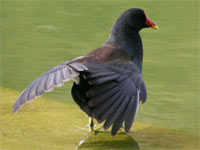 Gallinule poule-d'eau