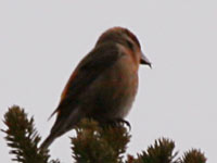 Bec-croisé des sapins