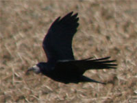 Corbeau freux